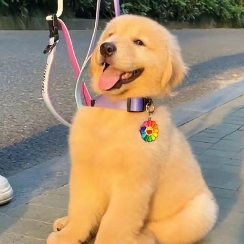 我爱喝杨枝甘露