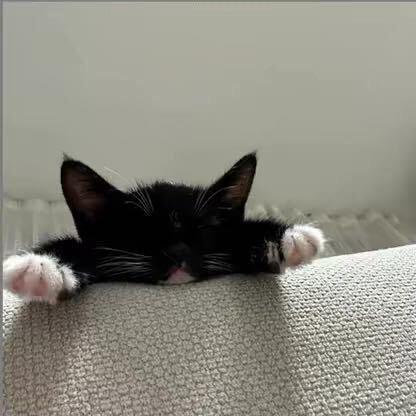 是猫猫呀