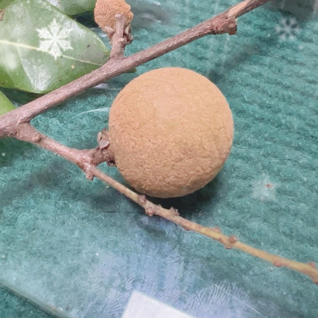闽清阿冰