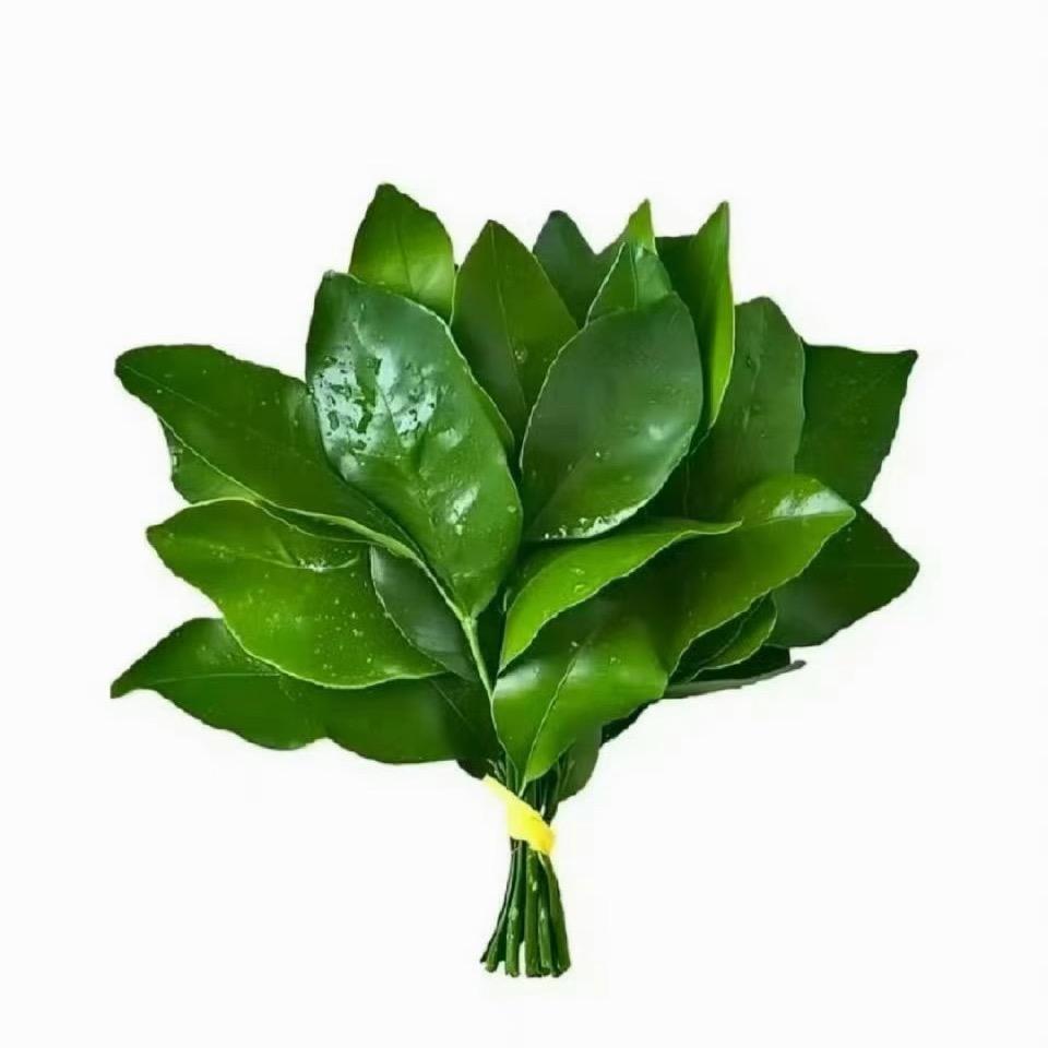 /不吃香菜/吖