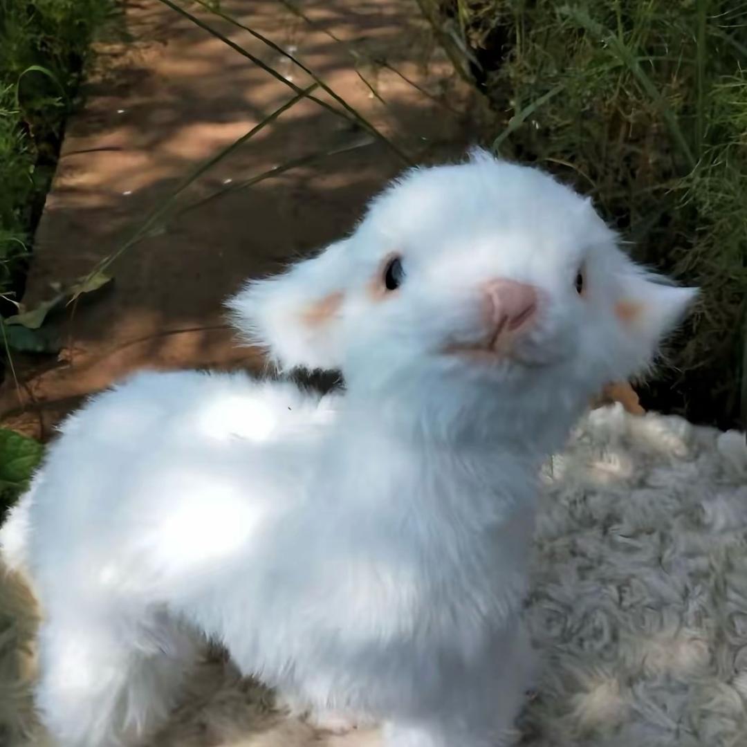 小绵羊嘻嘻
