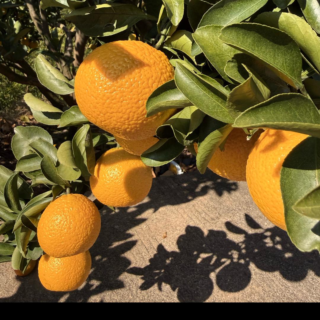 庆元黄坛甜桔柚