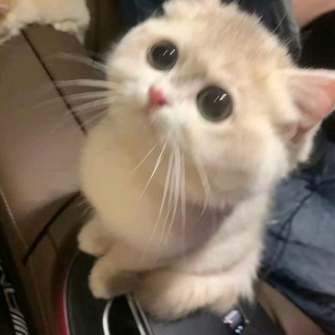 会再见的