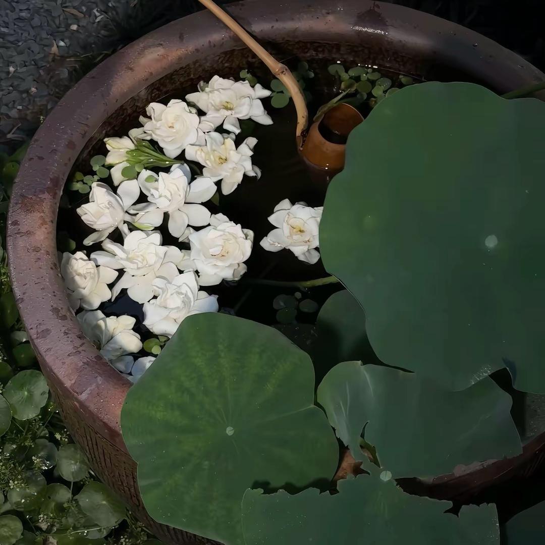 气宇轩昂