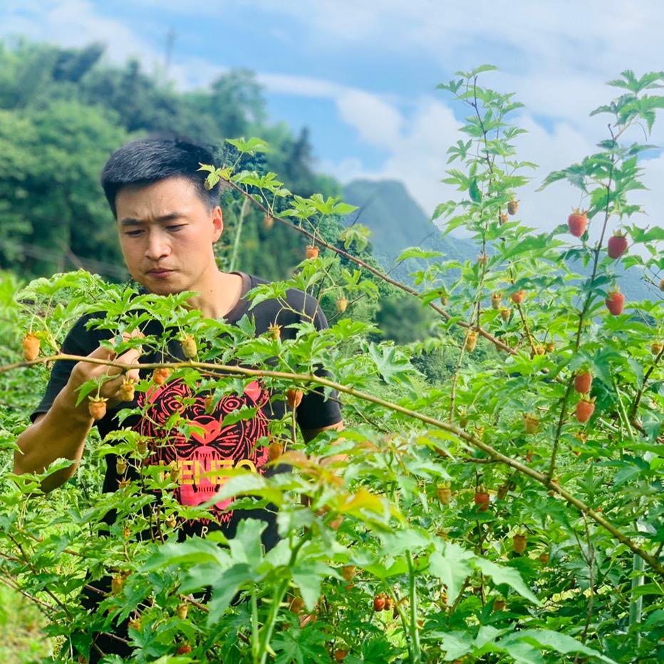 乡村树莓小哥哥种植园（承稳农业）