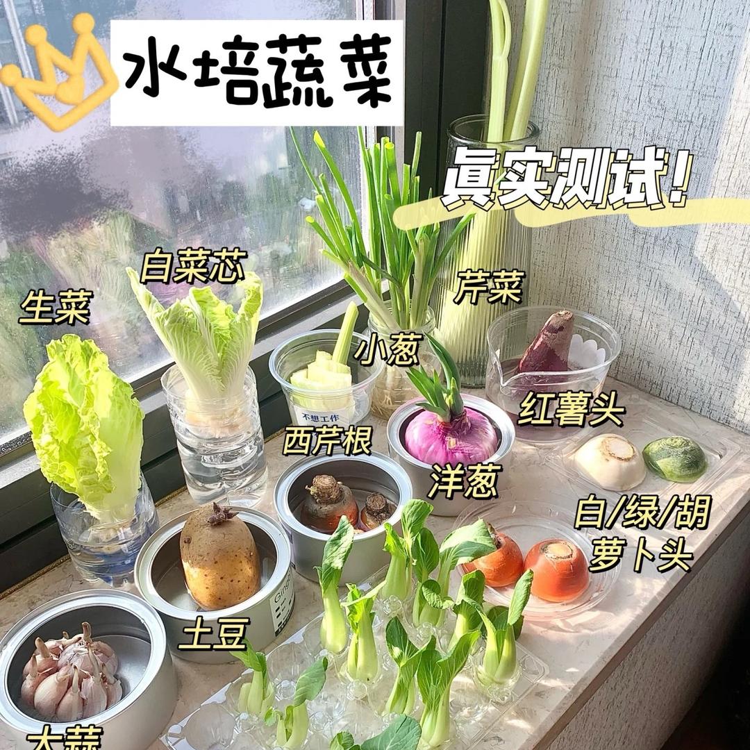 水培菜教程