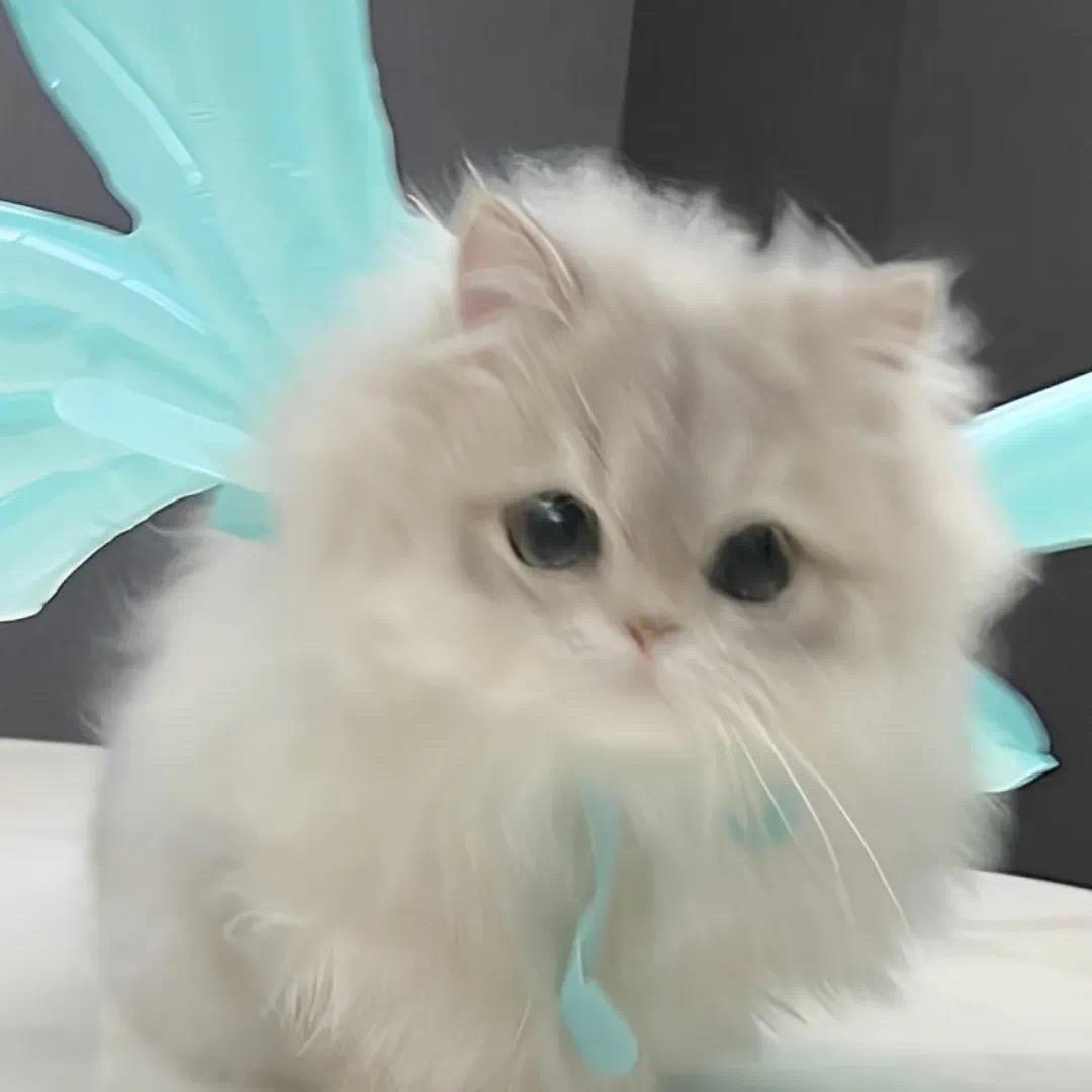 鸡腿🍗主唱🧑‍🎤