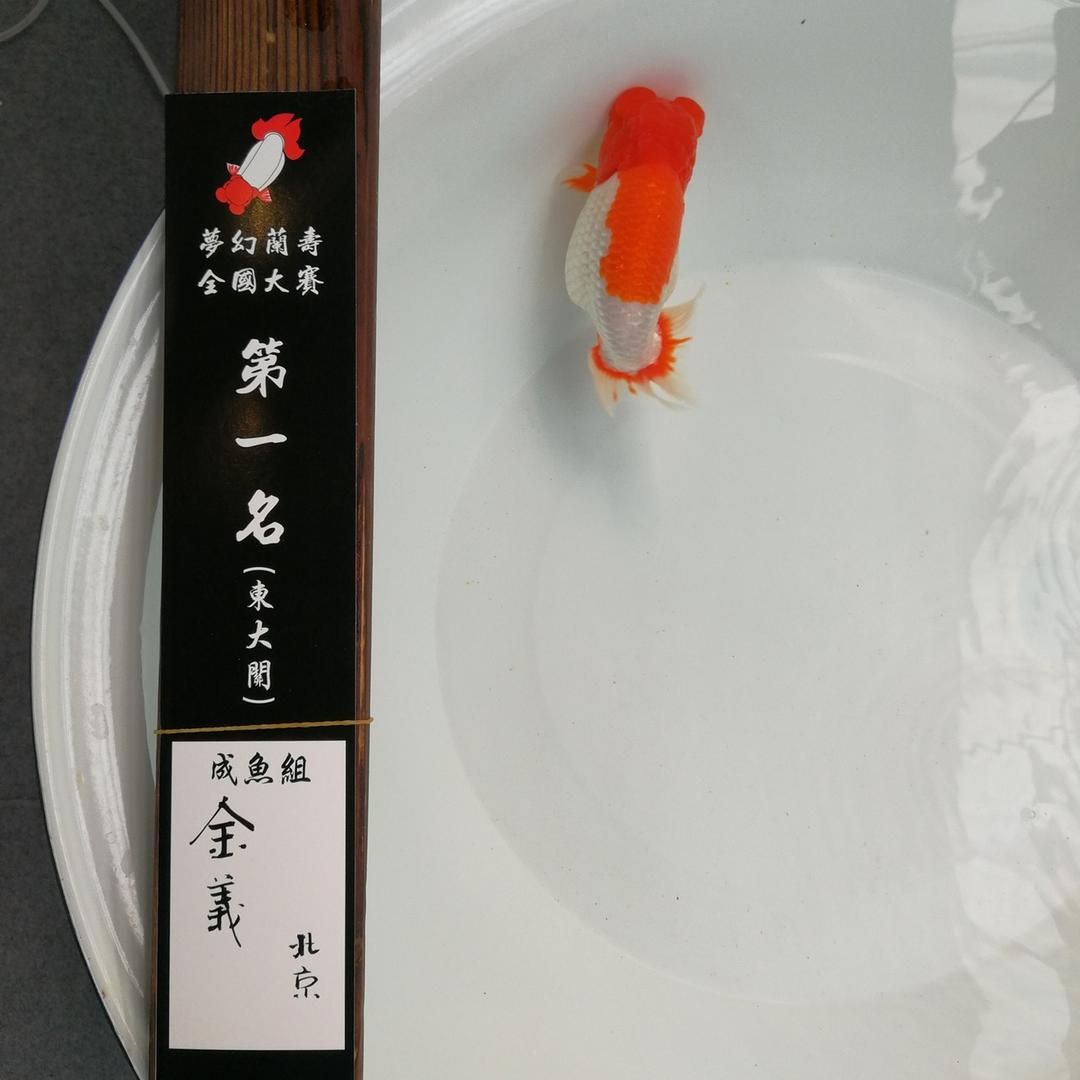 金义～金鱼