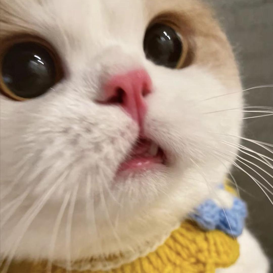鱼饼的穿搭日记🍥