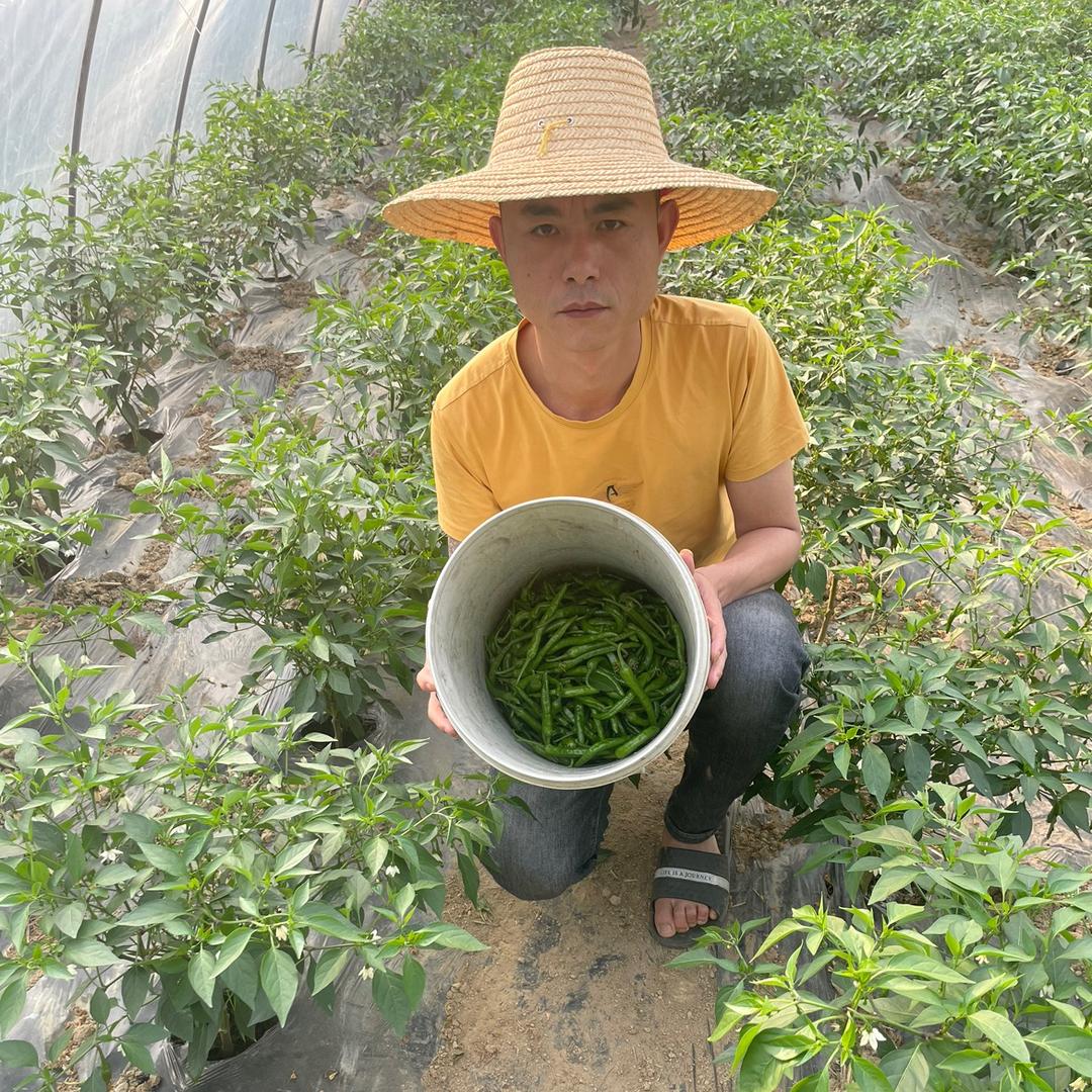樟树港辣椒（傲椒生态农业)