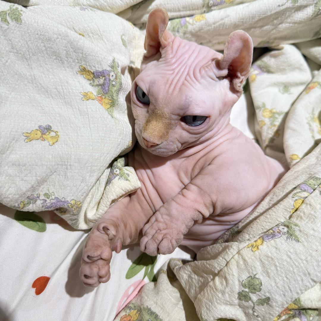 youki是只小🐷咪～