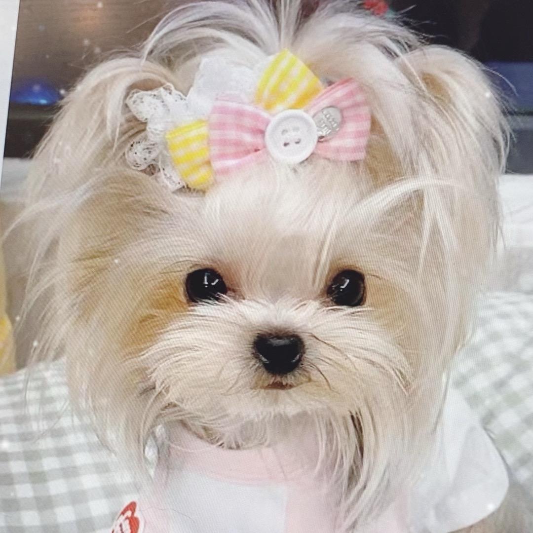 约克夏大姐