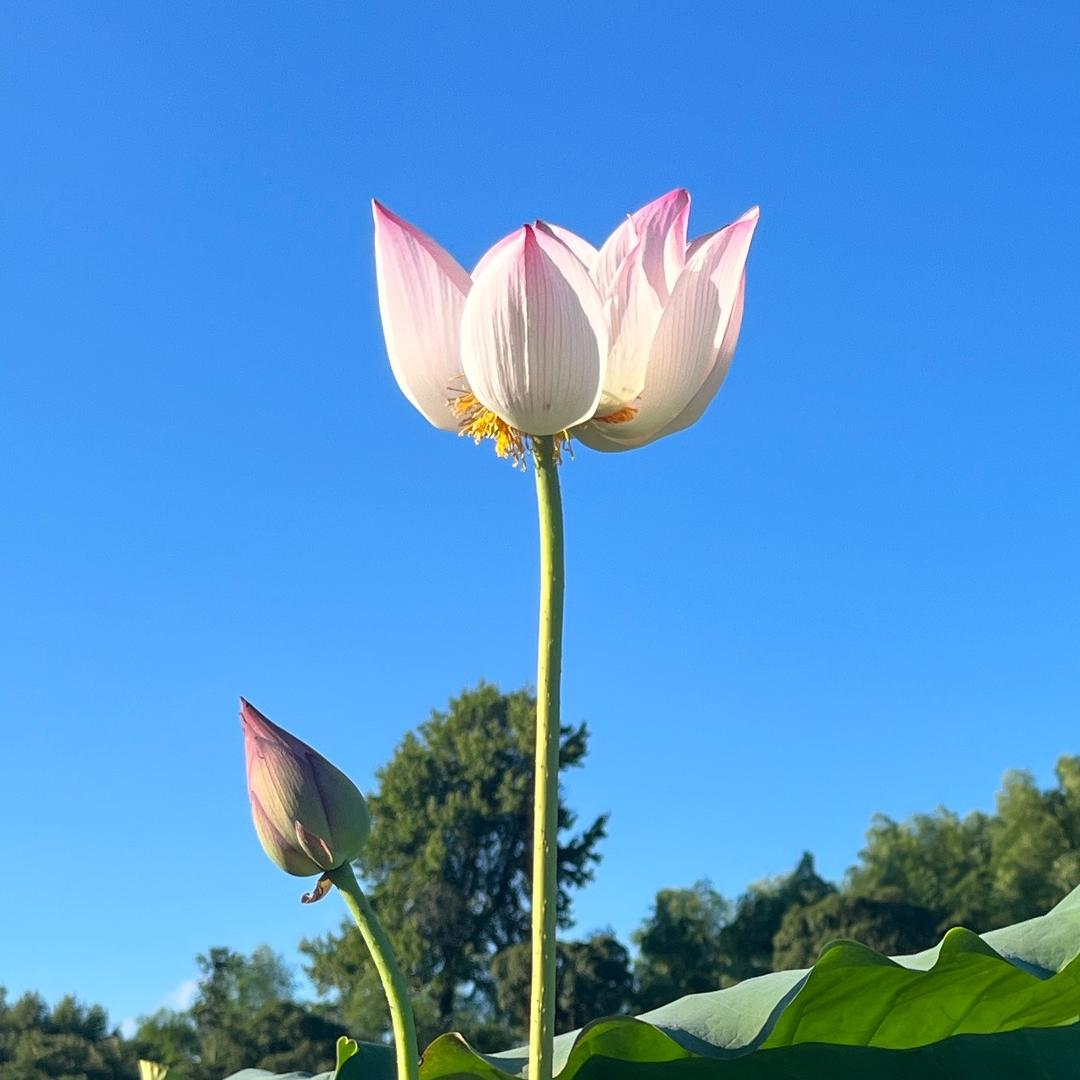 一家莲建宁白莲特产