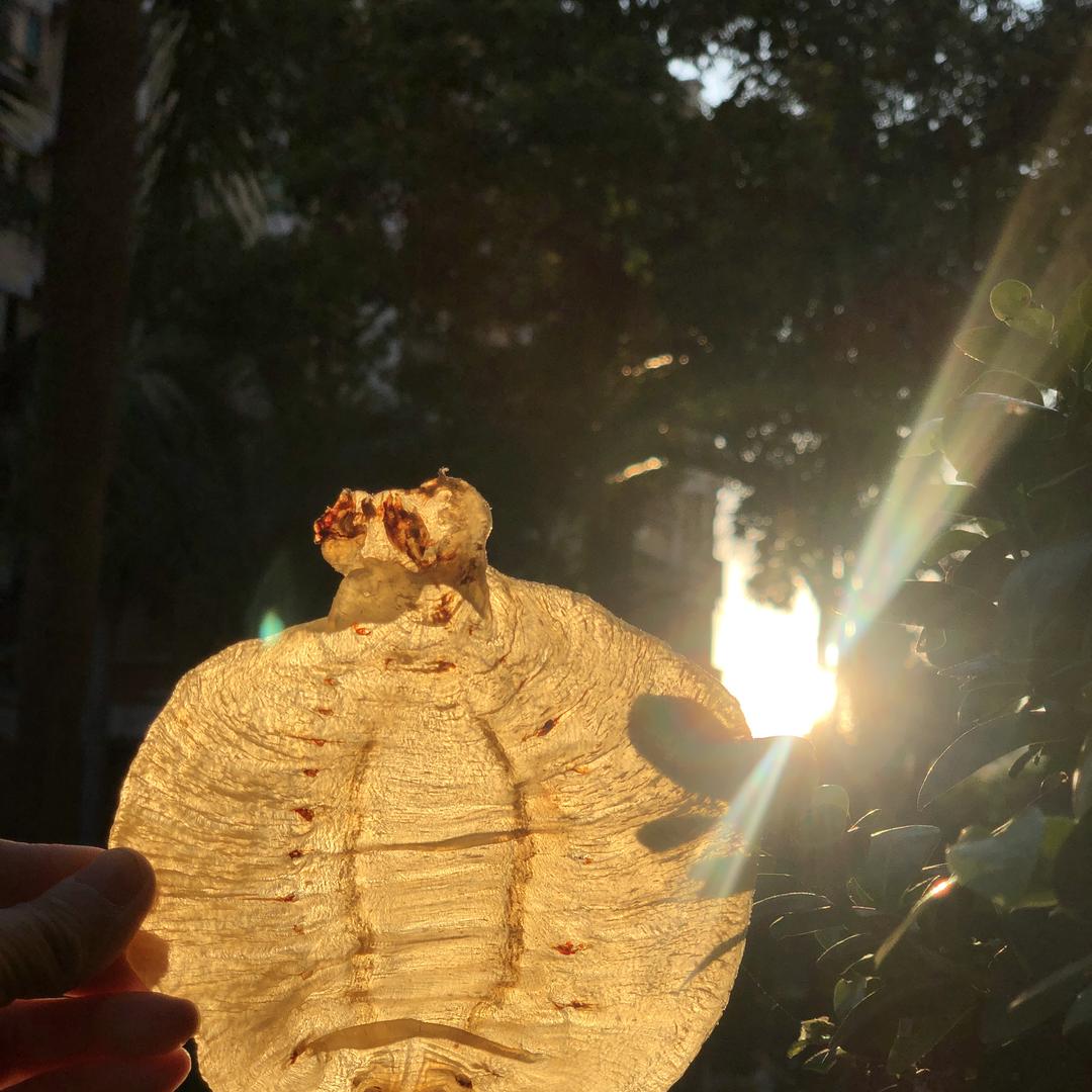 渔嚒嚒鱼胶个体店