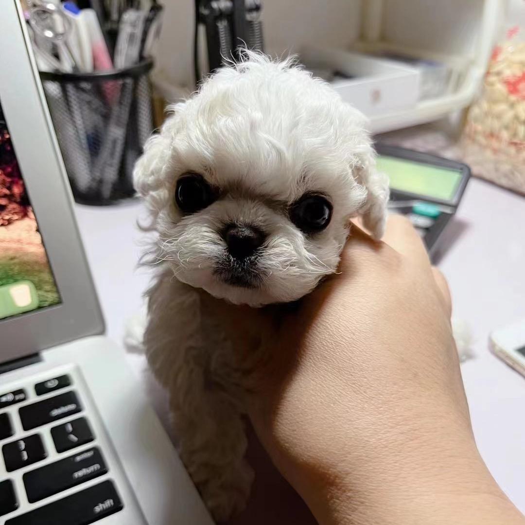 月月的小熊2