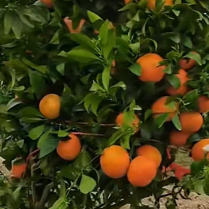 第二生产队壹分队