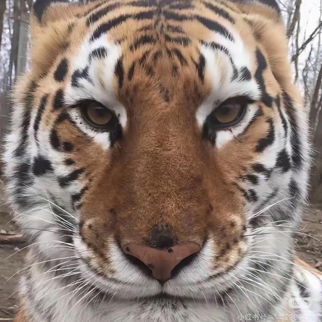 苦