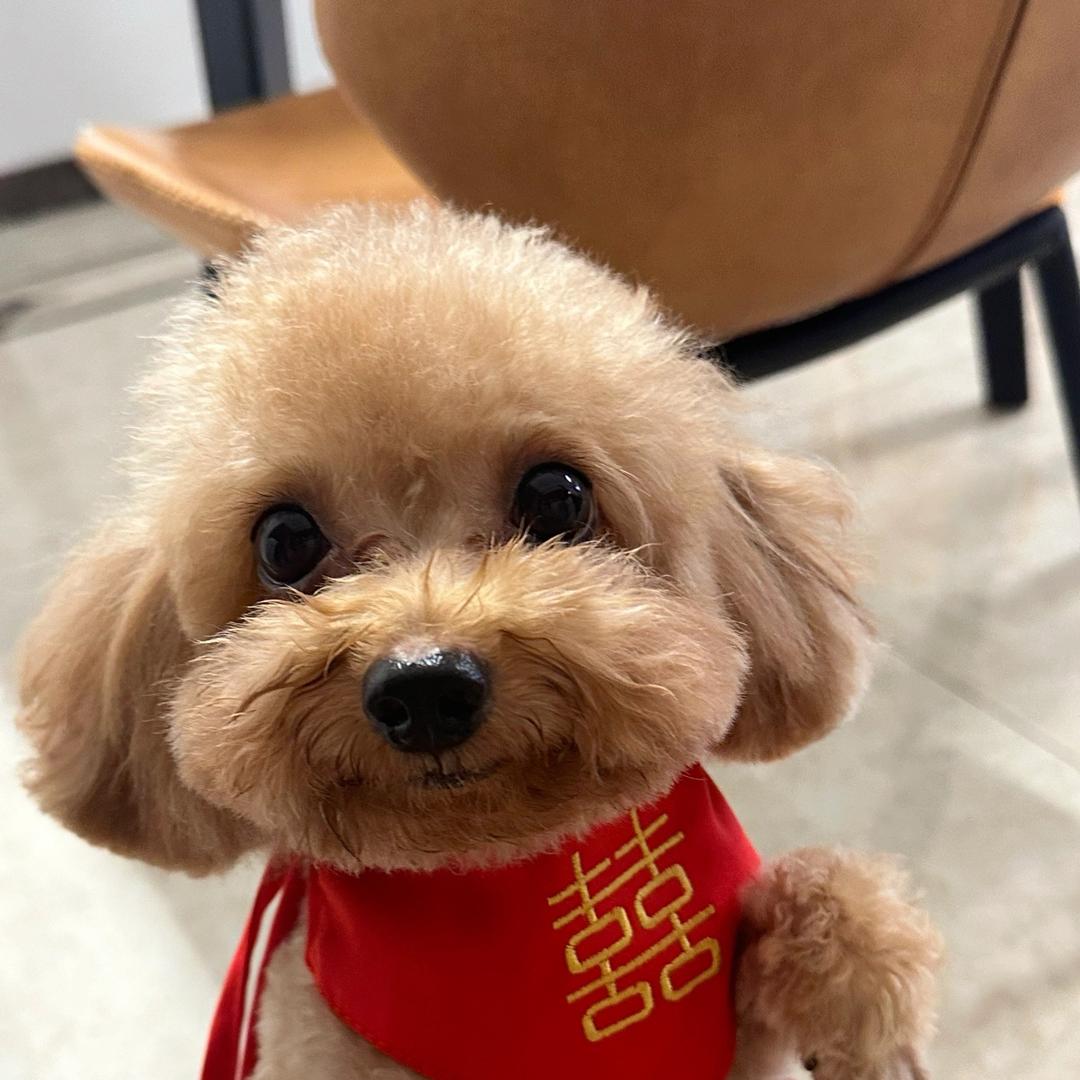 五斤葡萄有点甜