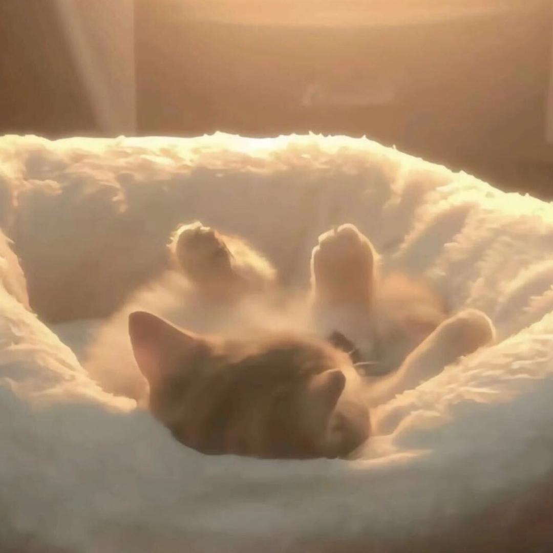 笨蛋比个耶🐾