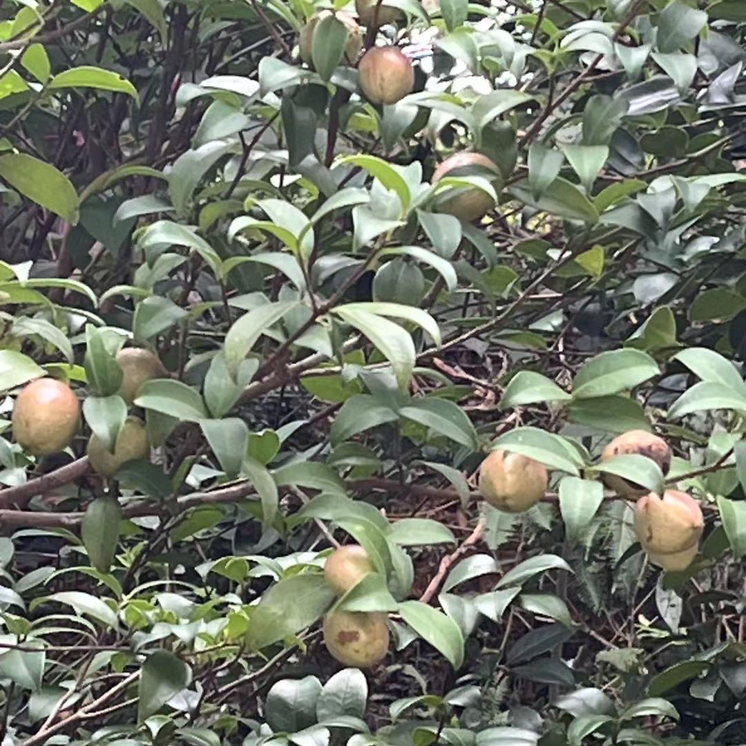 苏诚副食品商行