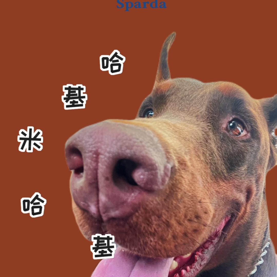 斯巴达小傻瓜  🤪