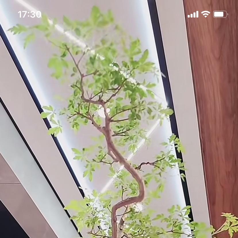 蓝博小叶黄荆盆栽