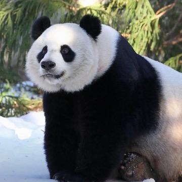（o˘◡˘o)┌iii┐大熊猫(⊙o⊙)