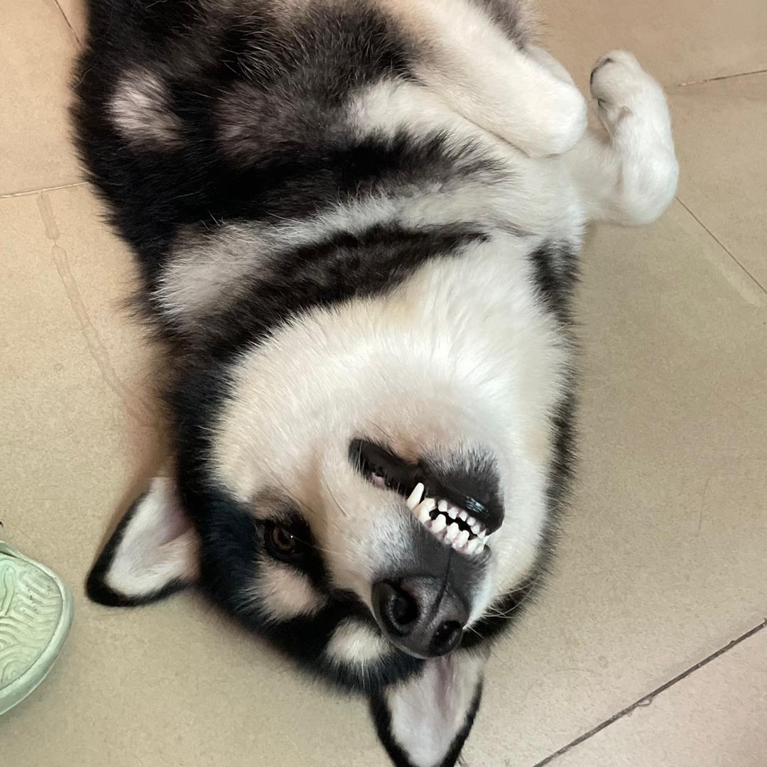 许狗蛋
