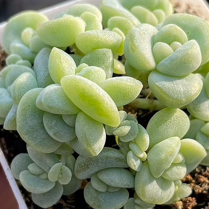 鲁班园艺🥗