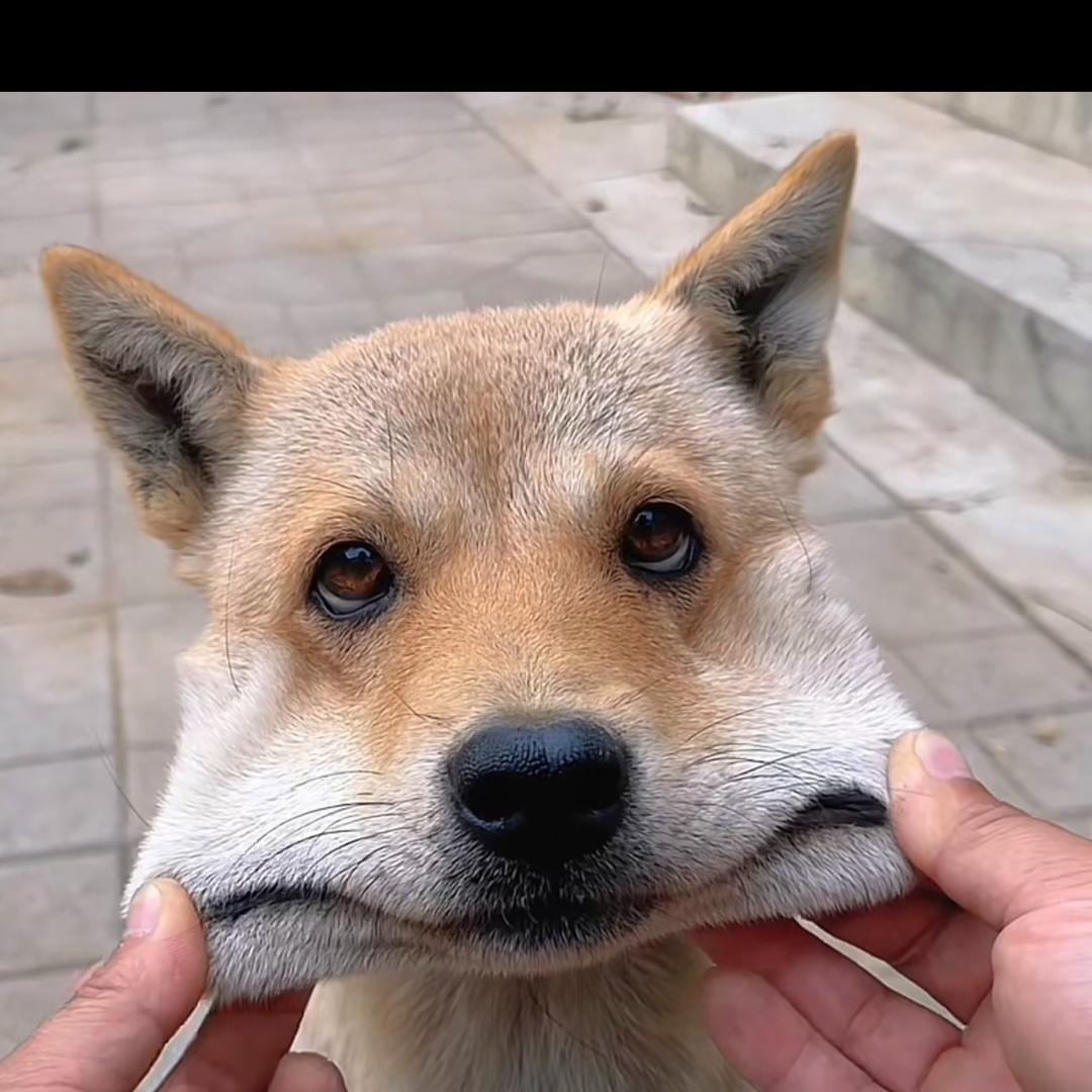 ～佩奇他达