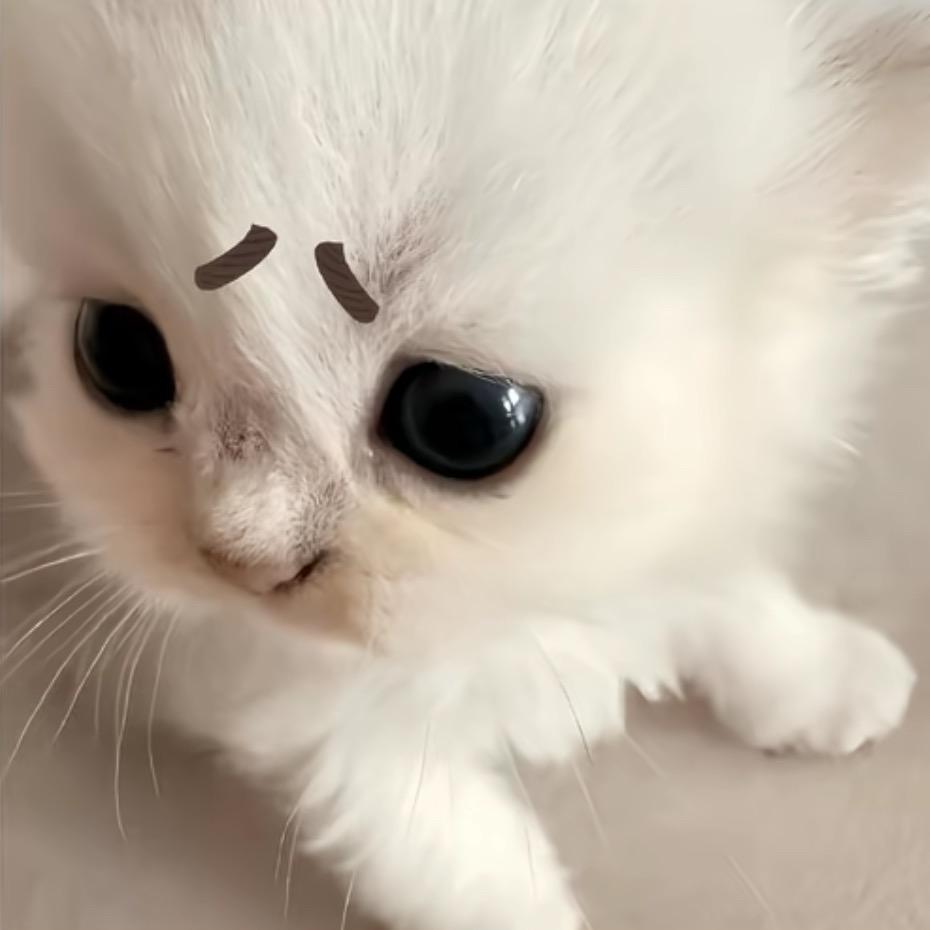 芝不芝道(╥﹏╥)