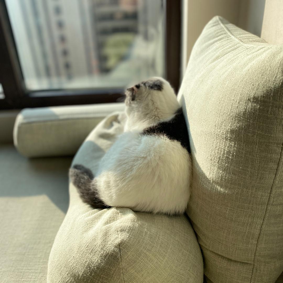 猪^_^猪