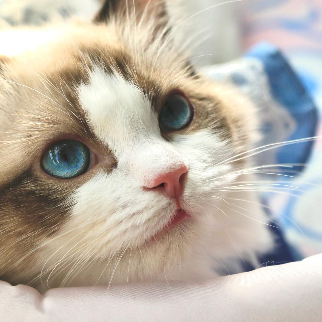 奶思是只布偶猫