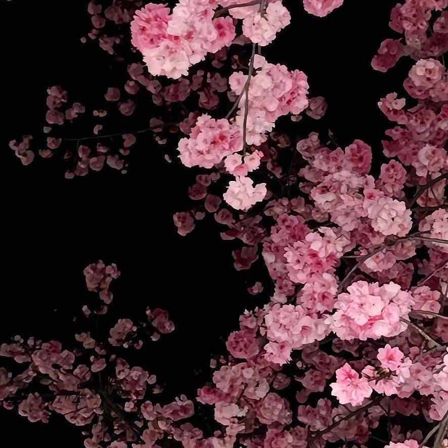 柚子👑