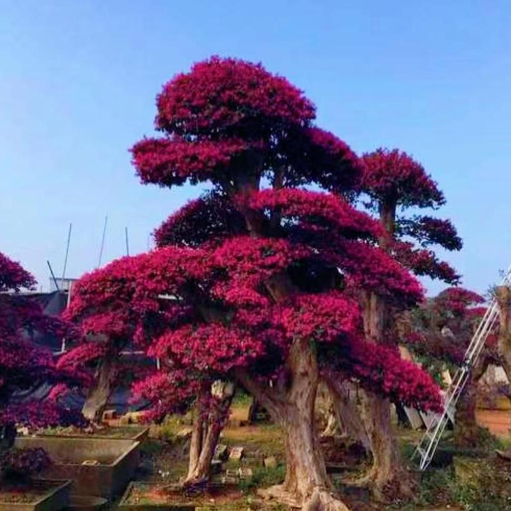 洛秋兮盆景园