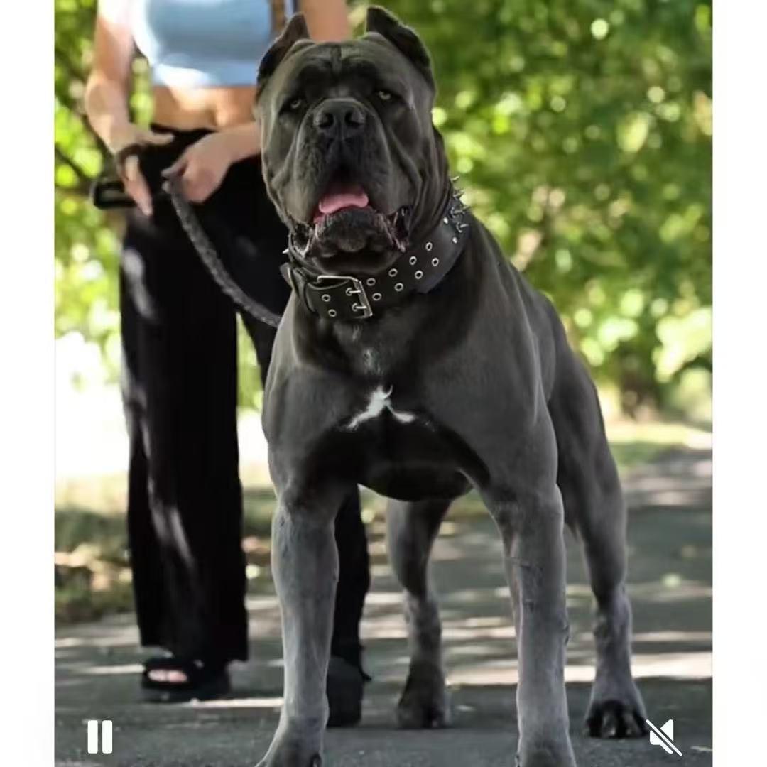 四海卡斯罗客服