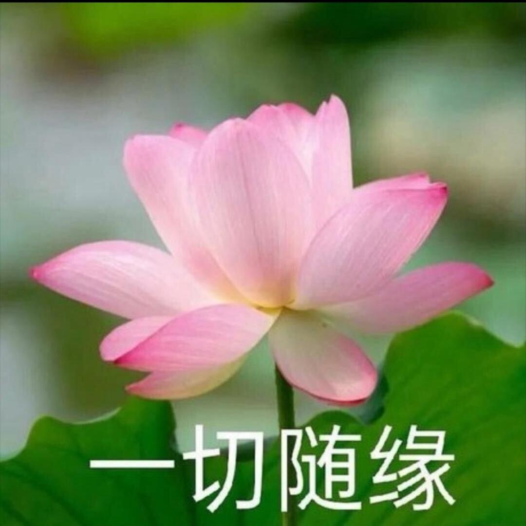 别骗我蝌蚪