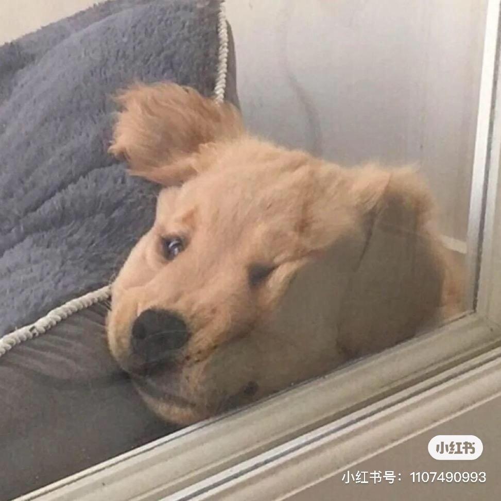🍪