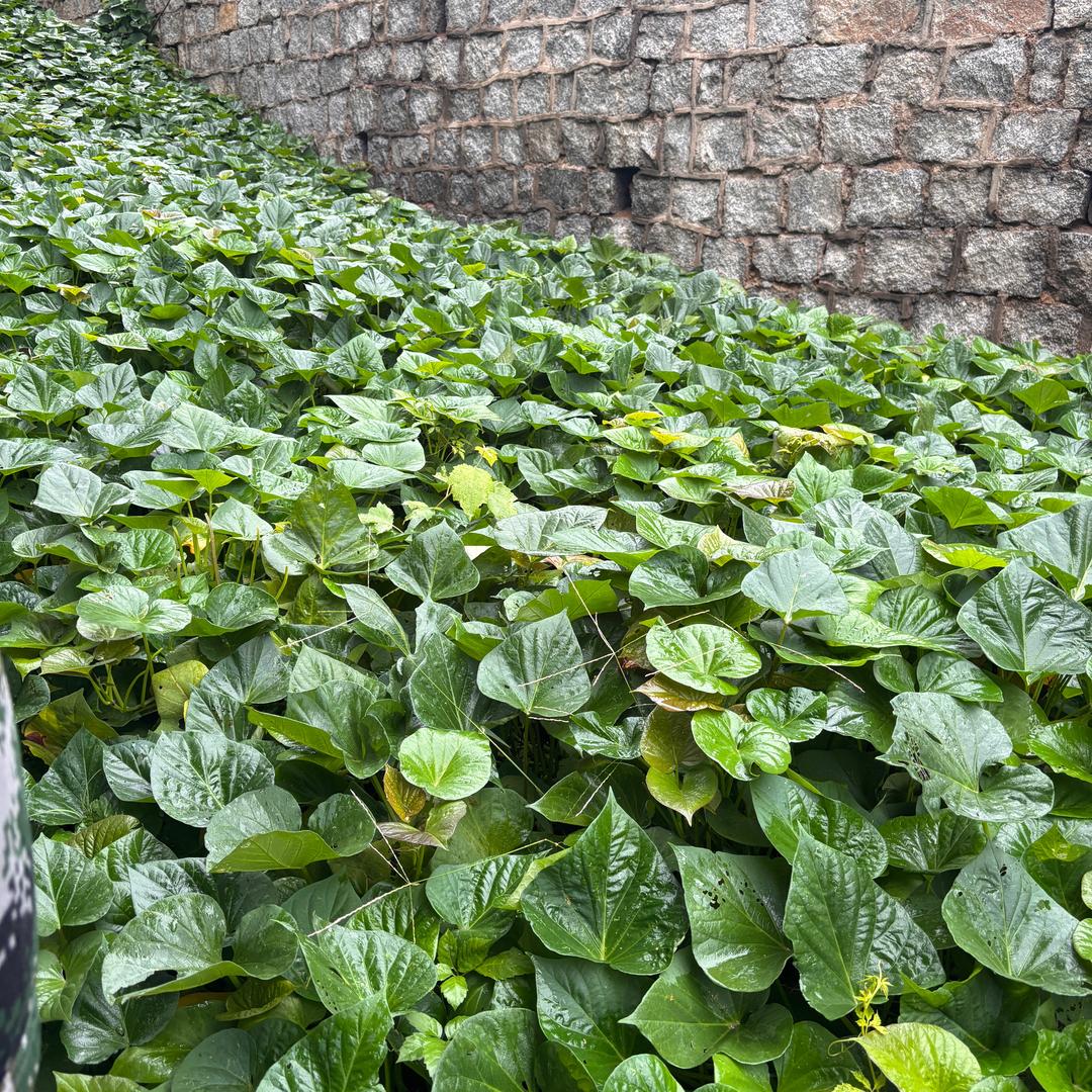 小曼爱分享