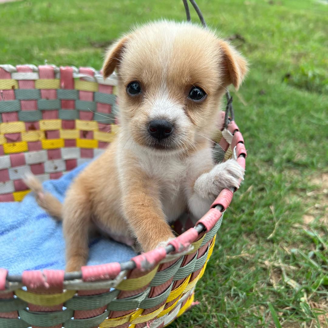桃桃🐶