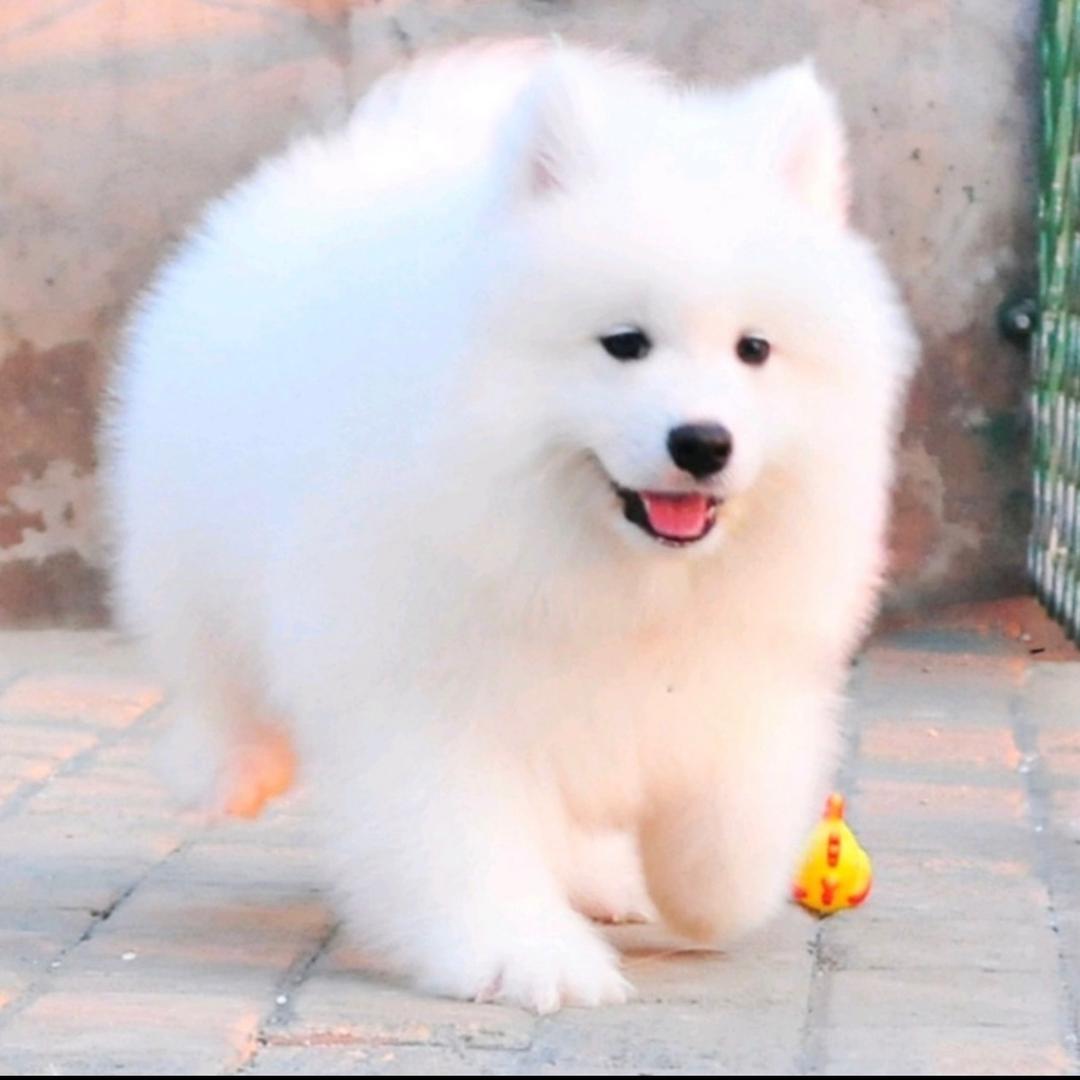 享宠你宠物店（翔龙店）