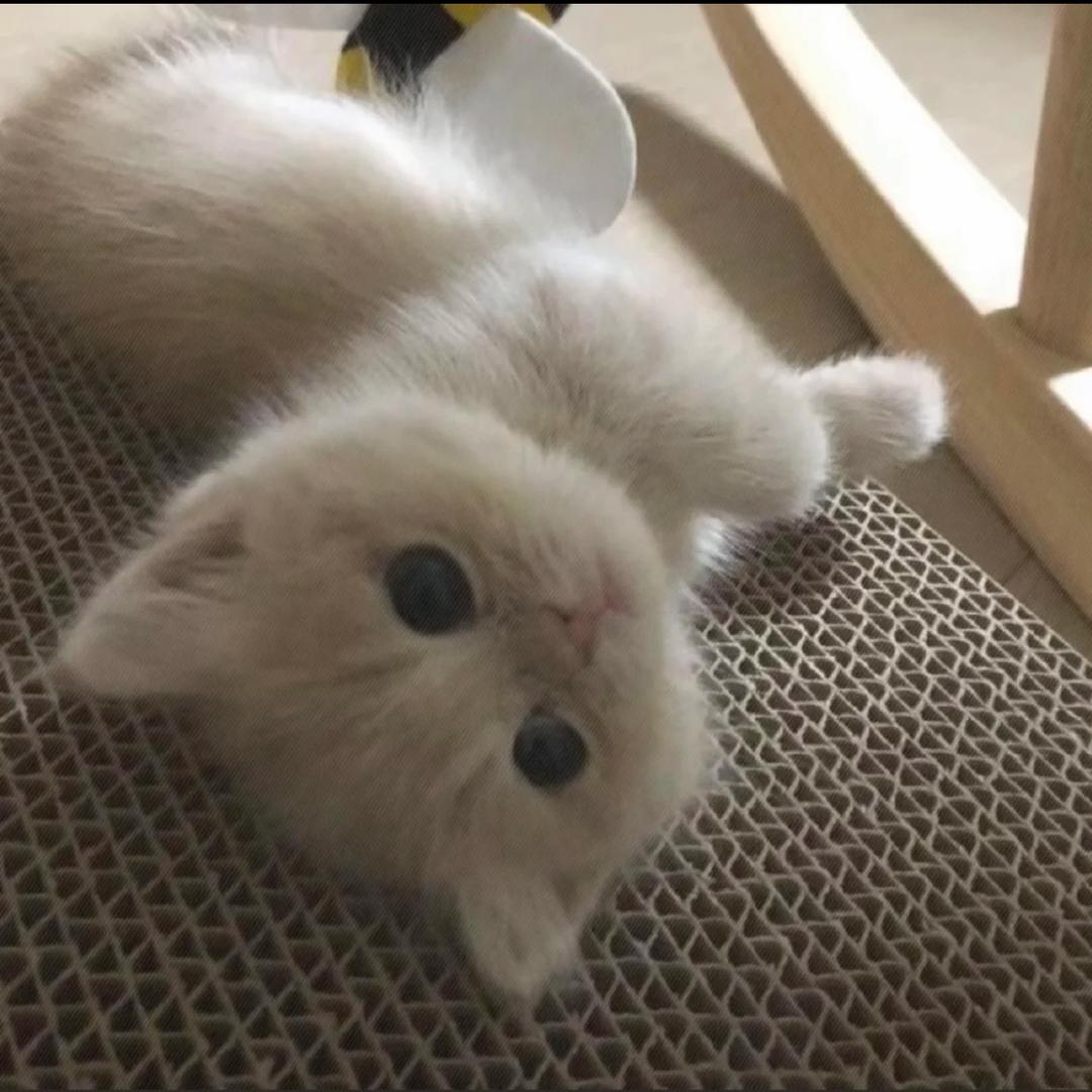 熙子