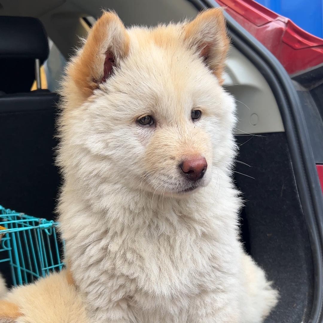 玉林田园犬