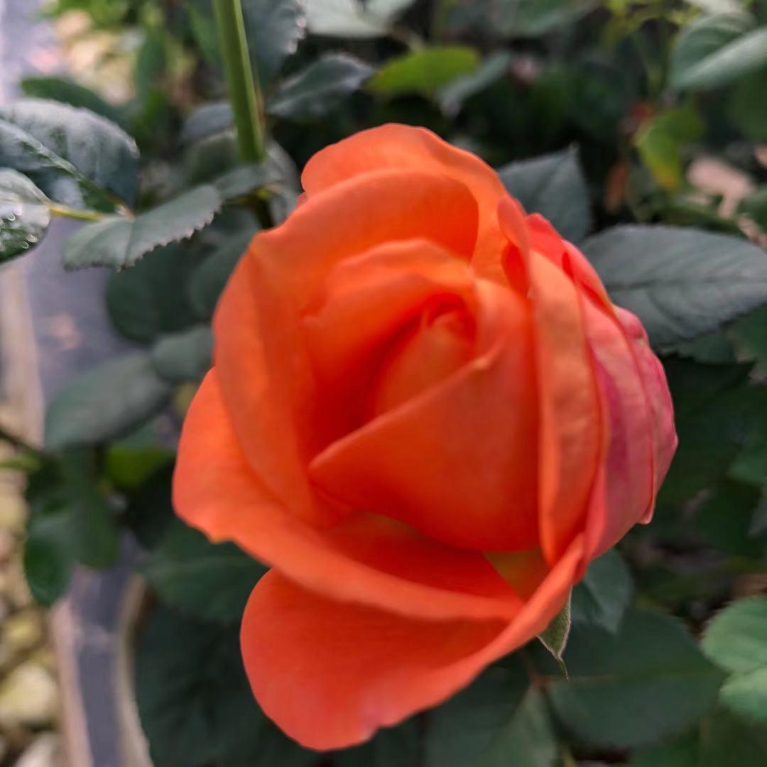 后花园🌹