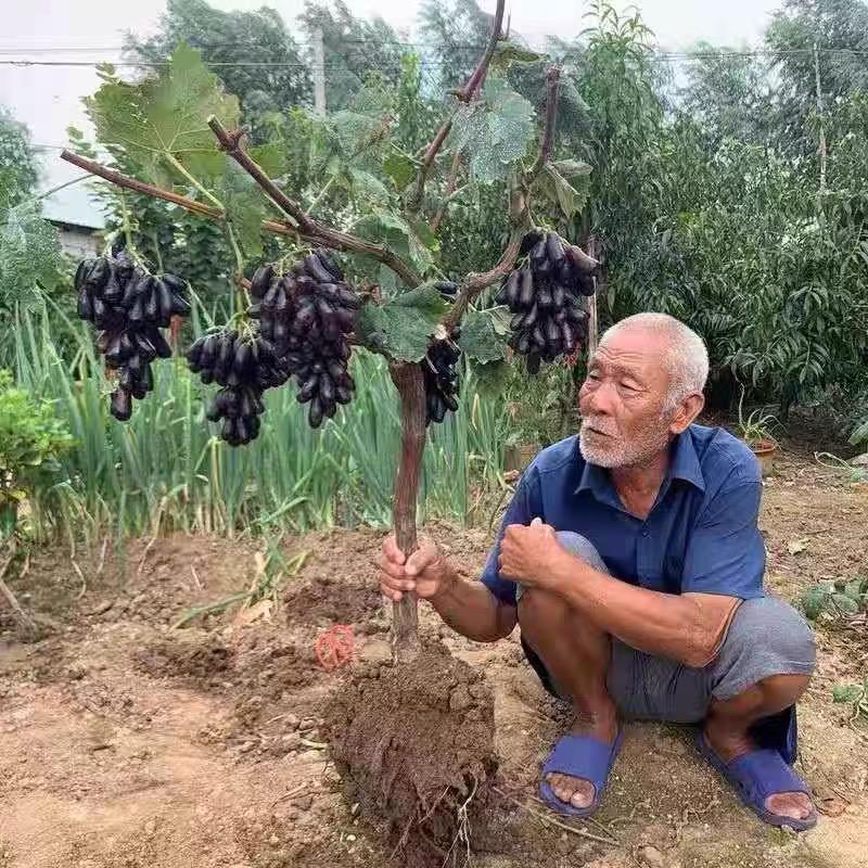 葡萄苗直销