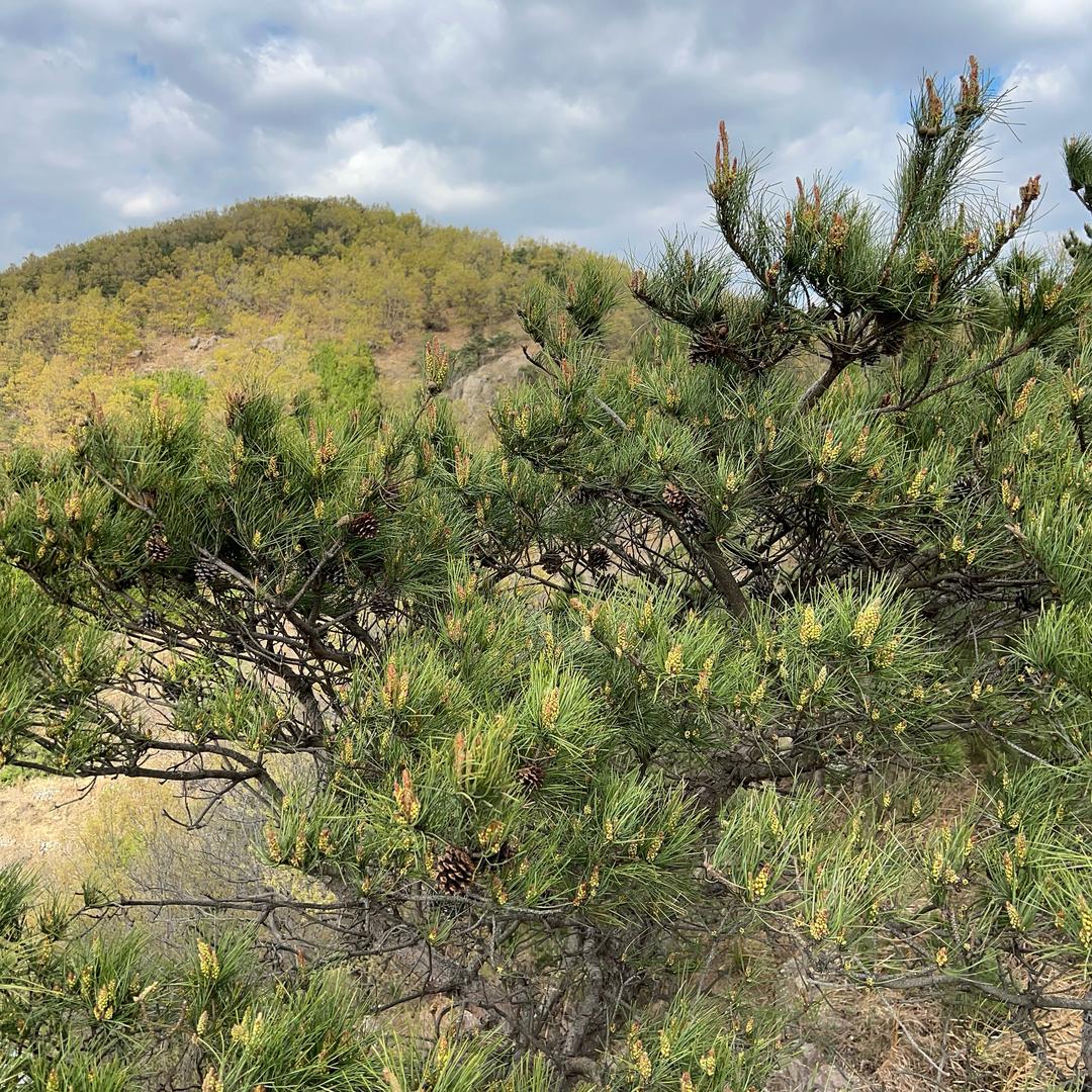 日照山茶绿沁小铺