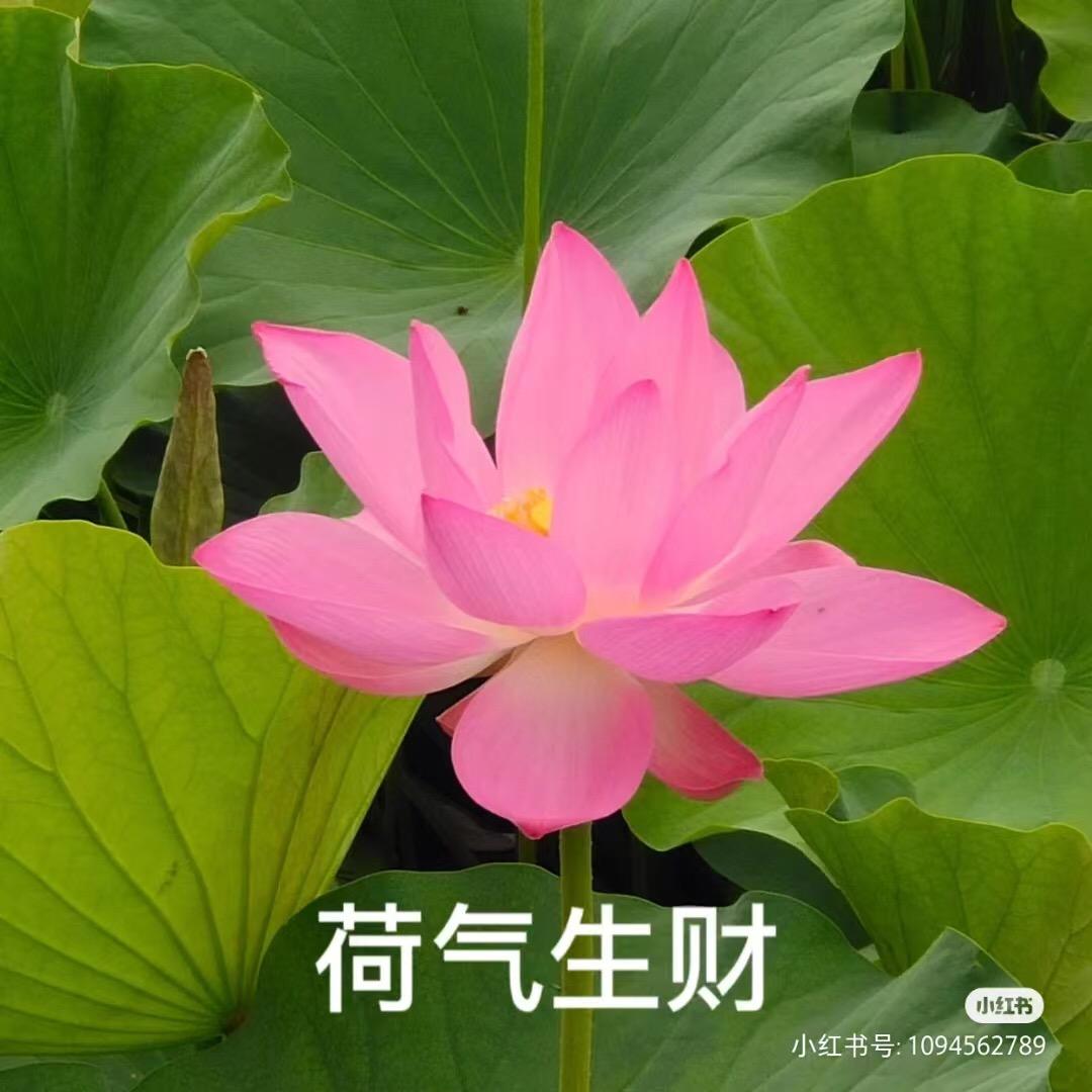 荷气生财👵