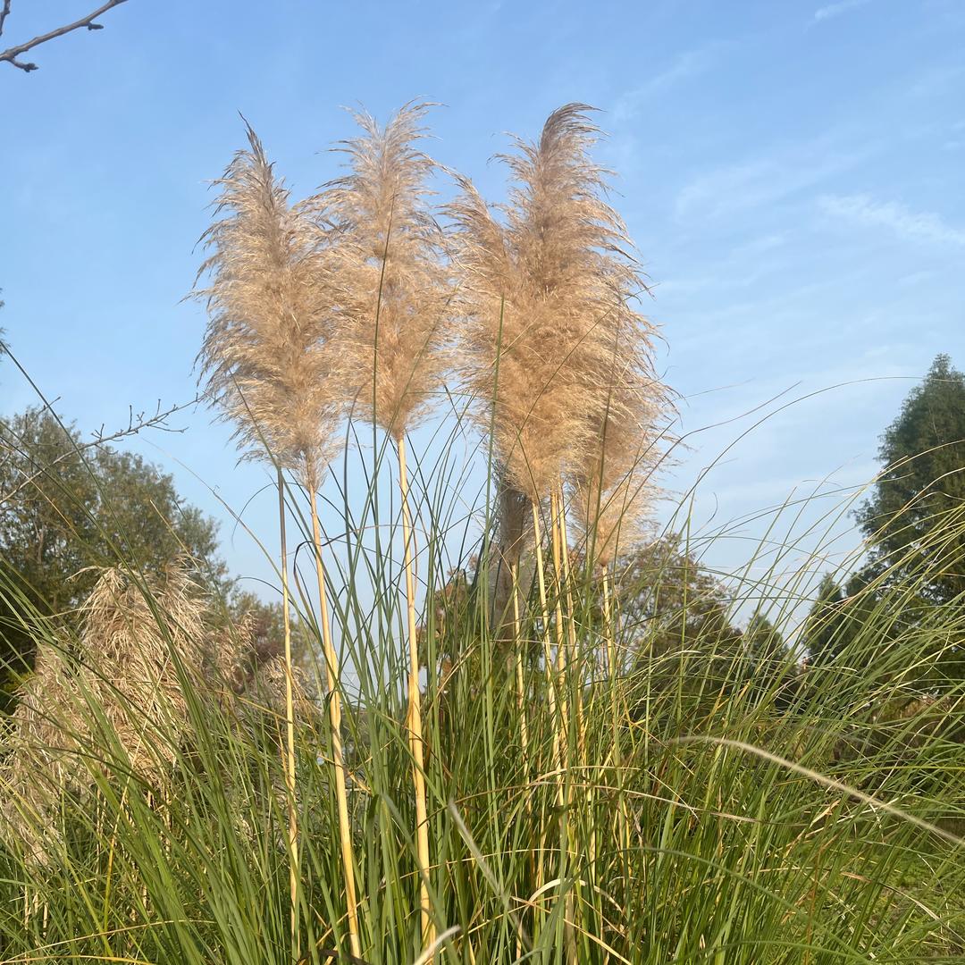 💃微笑不语，请不要连赞