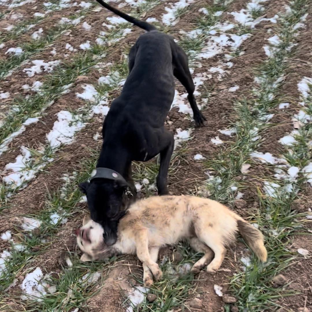 户外掐狗王（比特串）