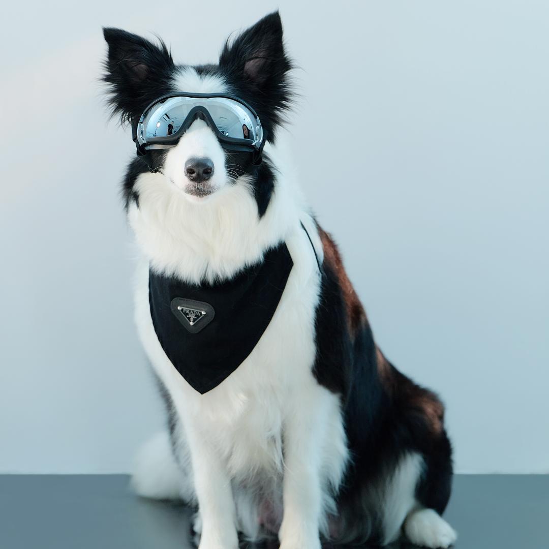 锅贴是只边牧（买🐶私）